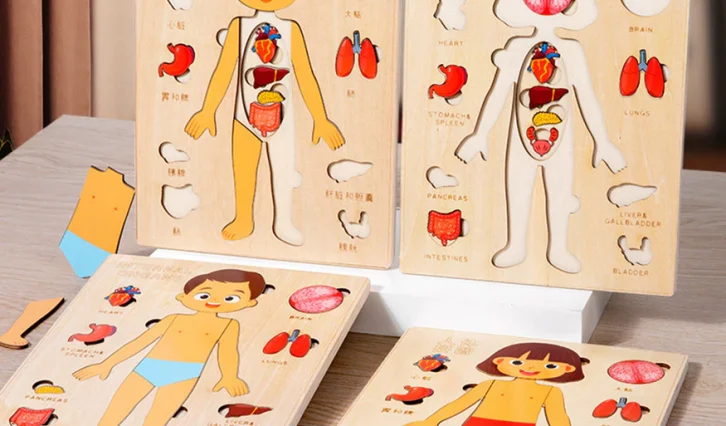 Achadinho da Semana: Quebra-Cabeça de Madeira Montessori do Corpo Humano