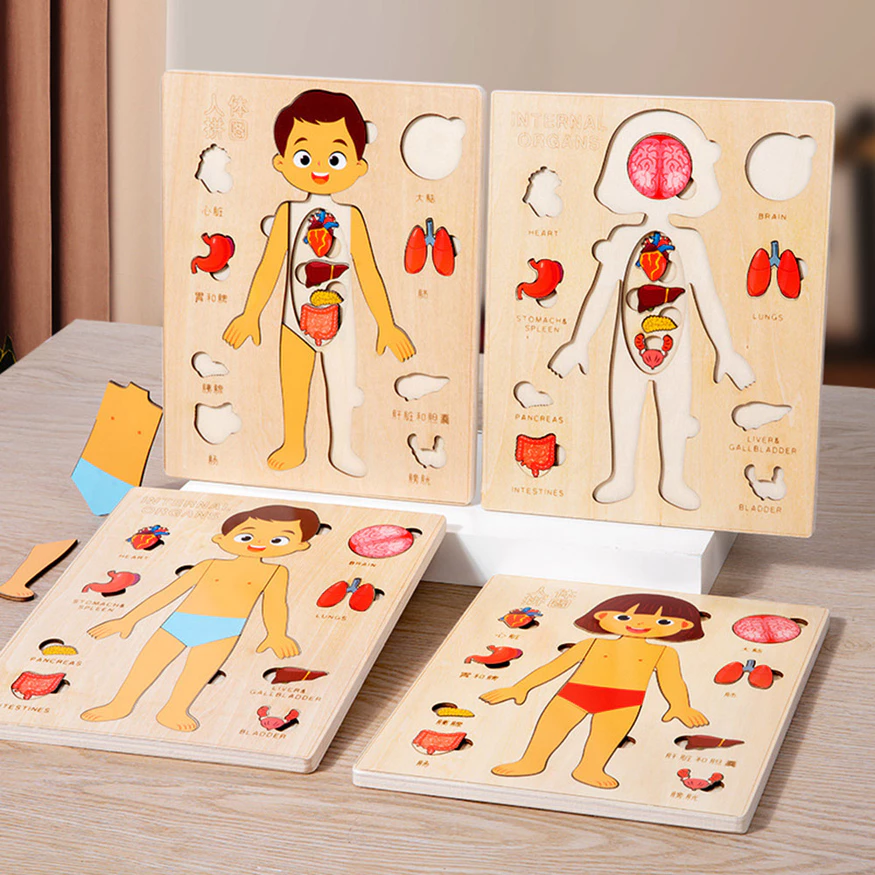 Achadinho da Semana: Quebra-Cabeça de Madeira Montessori do Corpo Humano