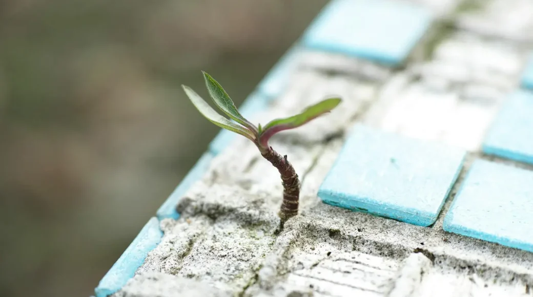 A desconexão humana com a natureza e o impacto na infância